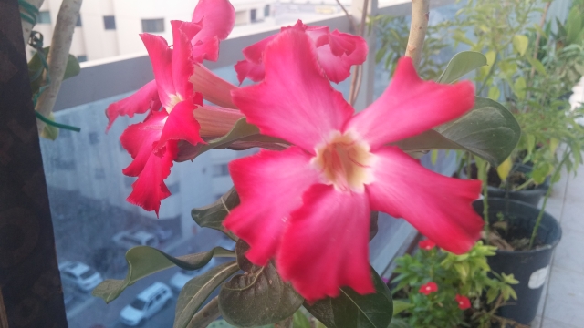 20170424_062050.jpg