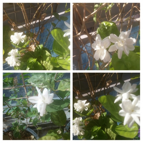 20170526_082238-COLLAGE.jpg