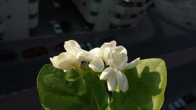 IMG-20170415-WA0014.jpg