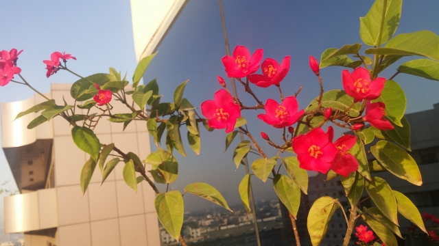 rsz_20170424_064614.jpg