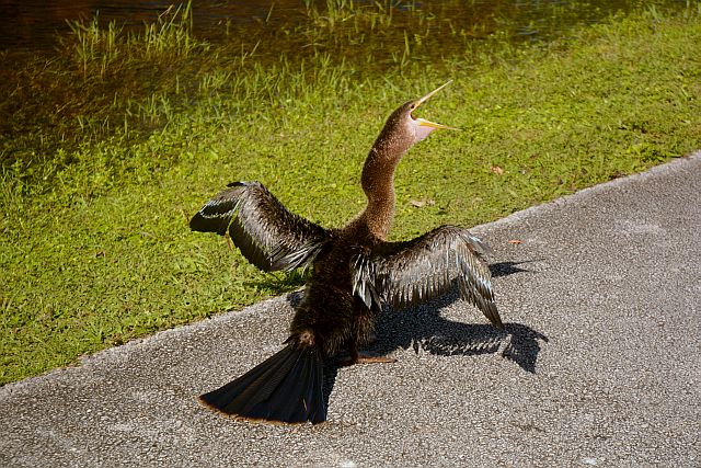 DSC_6489.JPG