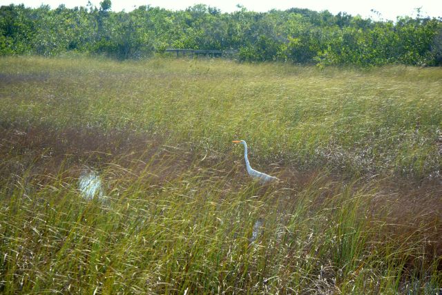 sawgrass.jpg