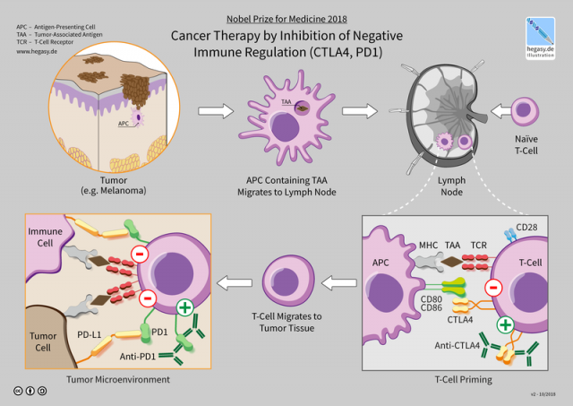 nobel_2018_medicine_Immunotherapy.jpg